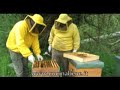 Az. Agr. L'Oro del Daino - L'apiario - www.cucinabene.it