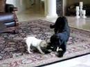 Charley & Maggy 2