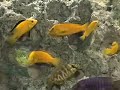 Labidochromis caeruleus