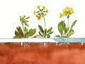 How To Use Less Water on Your Yard