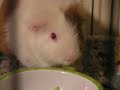 The Diary of a Guinea Pig, The Culinary Pet
