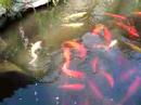 Pond Fish Lunchtime Pond Fish Lunchtime