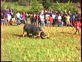 fighting buffalo in sulawesi fighting buffalo in sulawesi