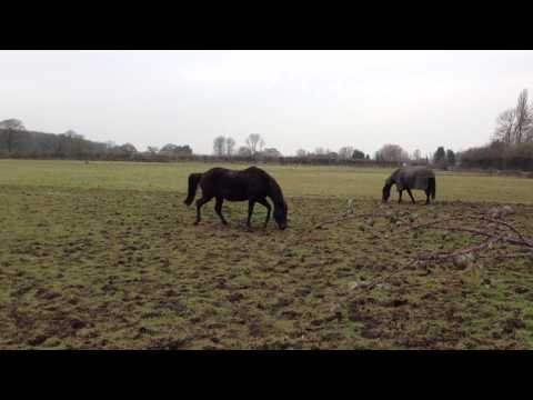 horses grand national horses grand national