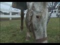 WPXI - Cecil Firefighter Rushes Into Burning Barn To Save Horse
