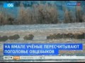 Видеоновость Ямал. Растет число овцебыков