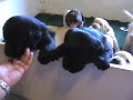 Ricochet Labradors English Lab pups 4 weeks old