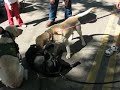 Sampson and Pedro at Petfest