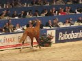 Select sale - Rubert R x Odermus