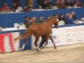 Select sale - Rubert R x Odermus Select sale - Rubert R x Odermus