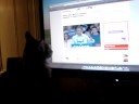 KItten gives Obama a terrorist fist bump! KItten gives Obama a terrorist fist bump!