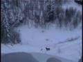 Wolf hunting in Canada