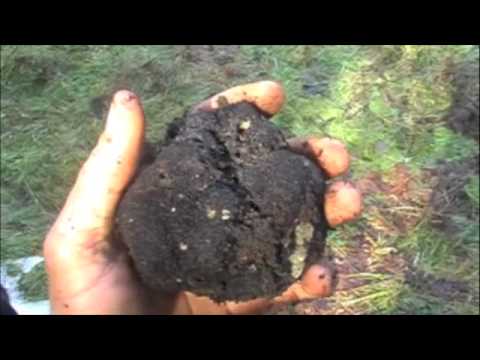 truffles - Here video of Zoe and I hunting for Oregon black truffles from the Winter 2009. UPDATE: I am sad to announce that Zoe is no longer gracing us on this beautif...