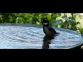 Coal-tit bathing Coal-tit bathing