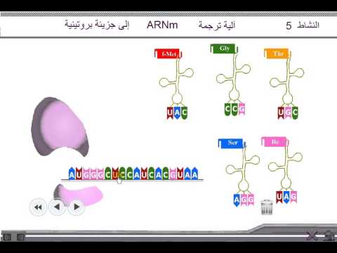 آلية تعبير الخبر الوراثي svtlanjc