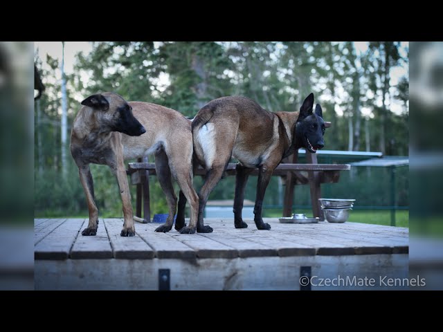 Malinois Puppies in Dogs & Puppies for Rehoming in Edmonton