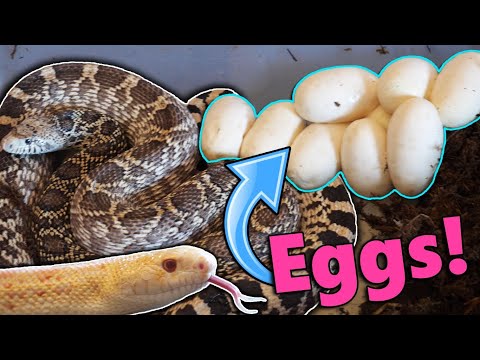 YouTube reptile video