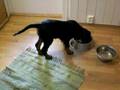 videos de Tell spiser