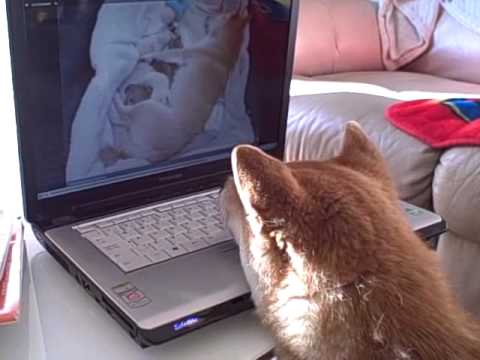 Watch 'Watching the Puppy Cam'