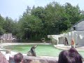 spectacle otaries spectacle otaries