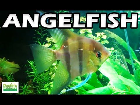 how to care angelfish