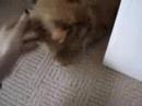 The furry babies!