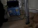 The furry babies!