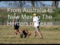 Australia to New Mexico- Briard herders