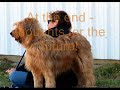 Australia to New Mexico- Briard herders