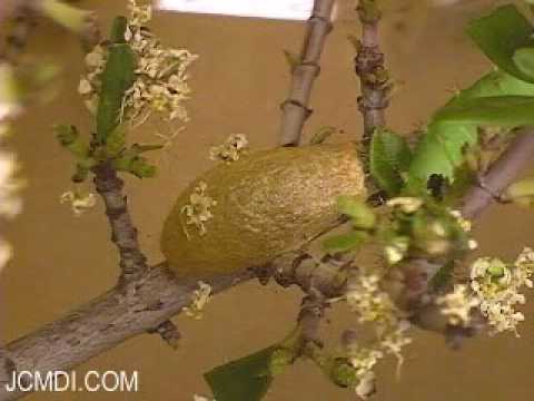 Cocoon Building: Saturnia albofasciata