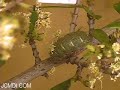 Cocoon Building: Saturnia albofasciata