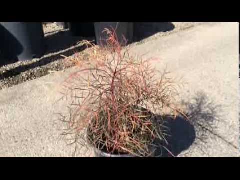 how to transplant nandina