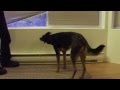Service Dog Training: Opening Window Blinds -actual training- comparison of 2 dogs