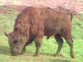 Bisontes - Parque de la naturaleza de Cabarceno Bisontes - Parque de la naturaleza de Cabarceno