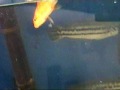SNAKEHEAD + the best video ever +