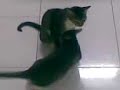 Kucing tak malu..