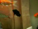 cichlid 2 cichlid 2