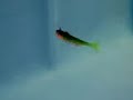 Berkley Powerbait Manic Shad
