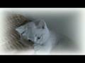 LilaMoore*SI - LilaMoore*SI British Shorthair Cats