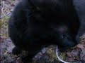 nalle in the forest