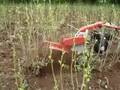 Power Weeder for Sericulture