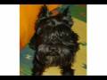 videos de Dogbook Movie: Neo cantando una canci&Atilde;&sup3;n