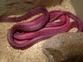Coachwhip Snake