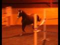videos de Luxus CML, rådgivande del I
