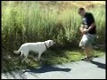 ESO & LOGAN: YELLOW LABRADOR CLIP FROM PTEROVISION #2