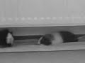 Meine Muckis Meine Muckis