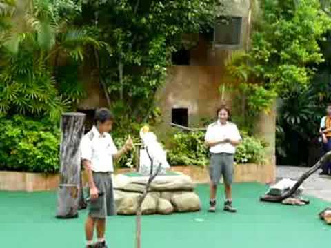 hong_kong-ocean_park-cockatoo_nods.MOV