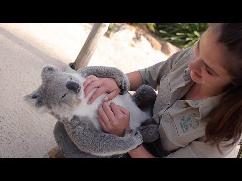 Chilled Koala Loves Cuddles