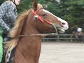 2008 Stokowski Horse Show