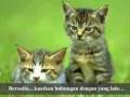Click here to watch this video GROUP4 TAMHIDI SYARIAH n LAW